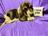 Bella, a female Basset Hound for sale in Salem, WV – Photo 1 of 2