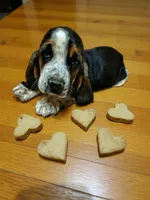 Pearl, a female Basset Hound for sale in Salem, WV – Photo 2 of 2