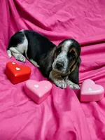 Pearl, a female Basset Hound for sale in Salem, WV – Photo 1 of 2