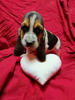Nellie, a female Basset Hound for sale in Salem, WV – Photo 2 of 2