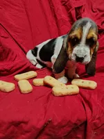 Nellie, a female Basset Hound for sale in Salem, WV – Photo 1 of 2