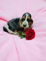 Ellie, a female Basset Hound for sale in Salem, WV – Photo 1 of 2