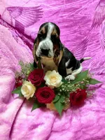 Ellie, a female Basset Hound for sale in Salem, WV – Photo 2 of 2