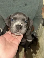 Rocky, a male American Bully and American Pit Bull Terrier for sale in Batavia, IL – 1 of 1