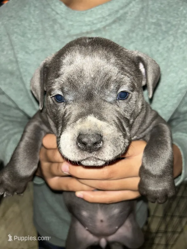 Princess scar moon – American Bully, American Pit Bull Terrier puppy for sale in Batavia, IL