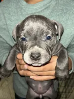Princess scar moon, a male American Bully and American Pit Bull Terrier for sale in Batavia, IL – 1 of 2