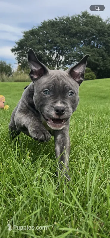 HULK – American Bully, American Pit Bull Terrier puppy for sale in Batavia, IL