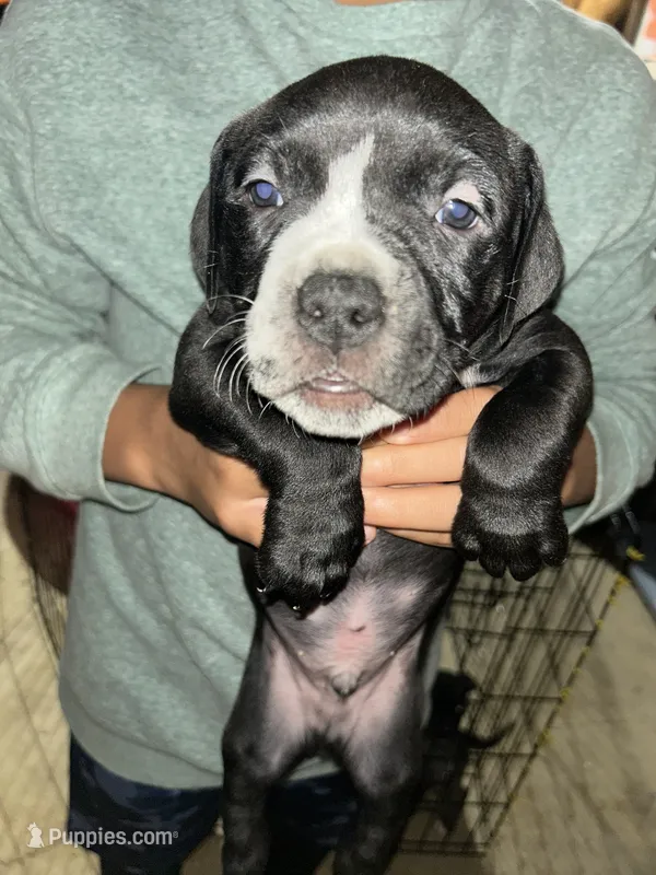 Rambo jr. – American Bully, American Pit Bull Terrier puppy for sale in Batavia, IL
