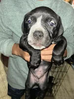 Rambo jr., a male American Bully and American Pit Bull Terrier for sale in Batavia, IL – 1 of 1