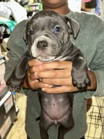 Princess scar moon, a male American Bully and American Pit Bull Terrier for sale in Batavia, IL – 2 of 2