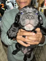 Midnight, a male American Bully and American Pit Bull Terrier for sale in Batavia, IL – 1 of 1