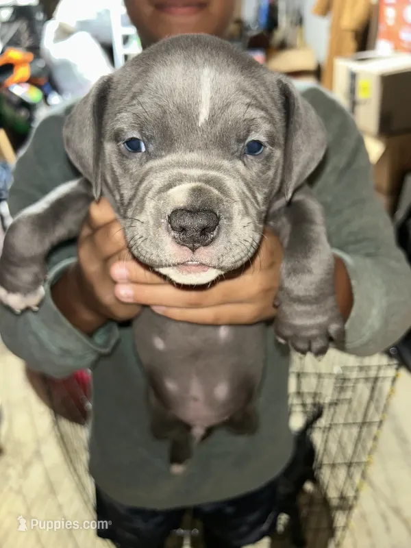 Skyy – American Bully, American Pit Bull Terrier puppy for sale in Batavia, IL
