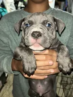 Blue eyes, a male American Bully and American Pit Bull Terrier for sale in Batavia, IL – 1 of 1