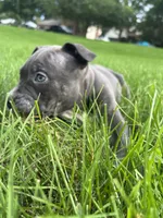 HULK, a male American Bully and American Pit Bull Terrier for sale in Batavia, IL – 2 of 2