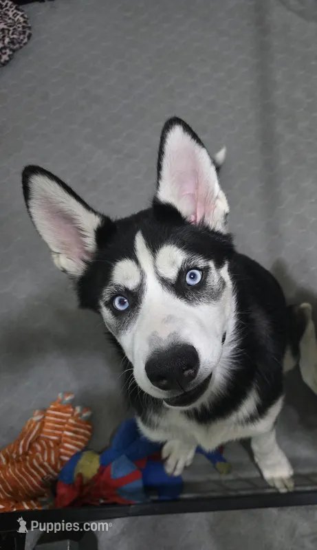 Michonn – Siberian Husky puppy for sale in Jacksonville, FL