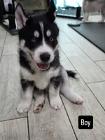 Finn Jr, a male Siberian Husky for sale in Jacksonville, FL – Photo 1 of 3