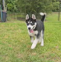 Finn Jr (FJ), a male Siberian Husky for sale in Jacksonville, FL – 1 of 9