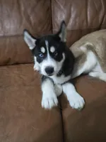 Finn Jr (FJ), a male Siberian Husky for sale in Jacksonville, FL – Photo 5 of 5