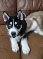 Finn Jr (FJ), a male Siberian Husky for sale in Jacksonville, FL – Photo 4 of 5