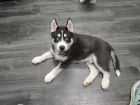 Finn Jr, a male Siberian Husky for sale in Jacksonville, FL – Photo 3 of 3