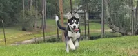 Finn Jr (FJ), a male Siberian Husky for sale in Jacksonville, FL – 2 of 9