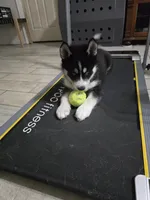 Finn Jr, a male Siberian Husky for sale in Jacksonville, FL – Photo 2 of 3