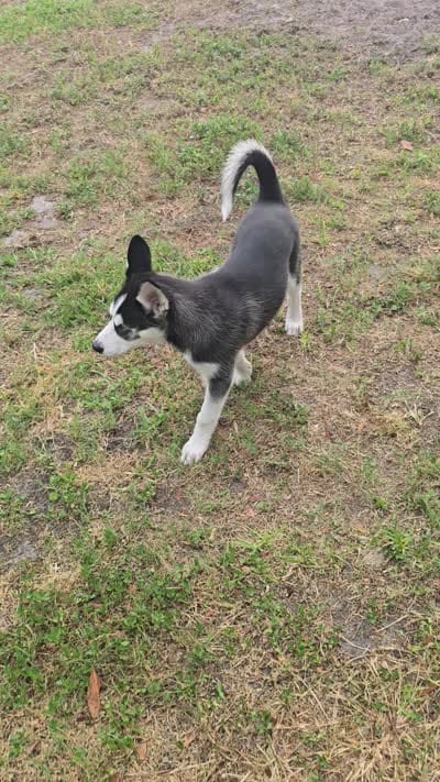 Michonn, a female Siberian Husky for sale in Jacksonville, FL – 3 of 9