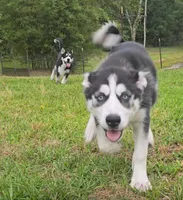 Michonn, a female Siberian Husky for sale in Jacksonville, FL – 2 of 9