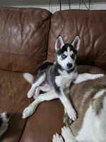 Michonn, a female Siberian Husky for sale in Jacksonville, FL – Photo 6 of 7