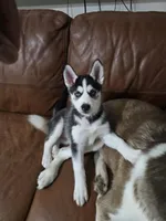 Michonn, a female Siberian Husky for sale in Jacksonville, FL – Photo 5 of 7