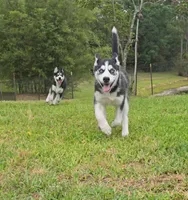 Michonn, a female Siberian Husky for sale in Jacksonville, FL – 1 of 9