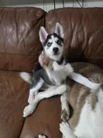 Michonn, a female Siberian Husky for sale in Jacksonville, FL – Photo 7 of 7