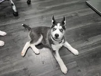 Michonn, a female Siberian Husky for sale in Jacksonville, FL – 5 of 9