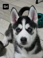 Michonne , a female Siberian Husky for sale in Jacksonville, FL – Photo 1 of 2