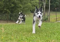 Michonn, a female Siberian Husky for sale in Jacksonville, FL – 4 of 9