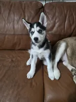 Michonn, a female Siberian Husky for sale in Jacksonville, FL – Photo 3 of 7