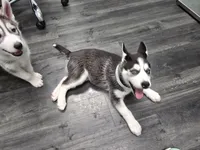 Michonne , a female Siberian Husky for sale in Jacksonville, FL – Photo 2 of 2