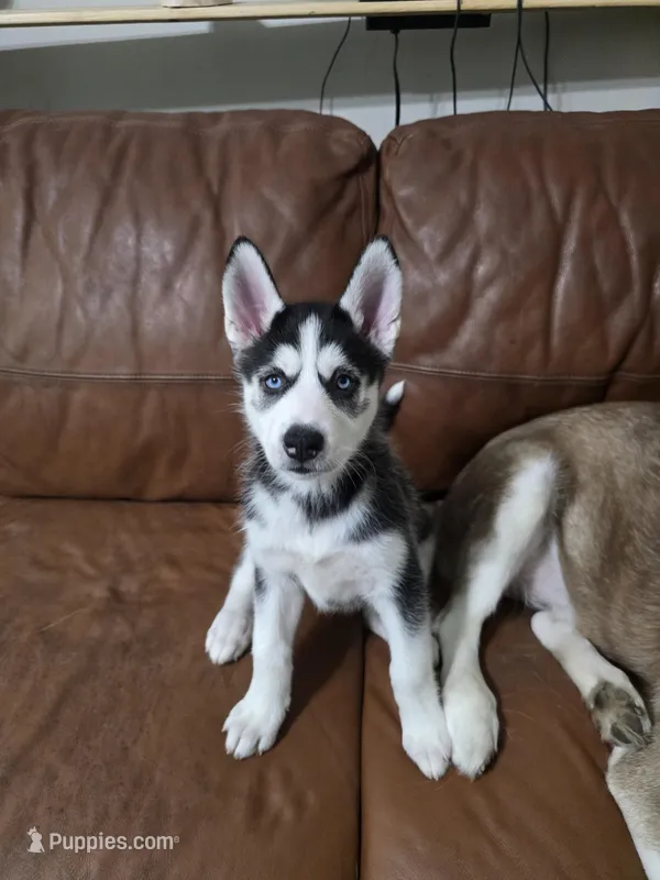 Michonn – Siberian Husky puppy for sale in Jacksonville, FL