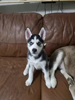 Michonn, a female Siberian Husky for sale in Jacksonville, FL – Photo 1 of 7