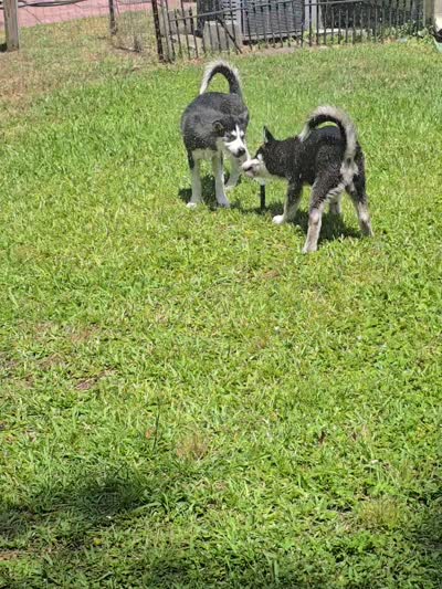 Finn Jr (FJ), a male Siberian Husky for sale in Jacksonville, FL – 8 of 9