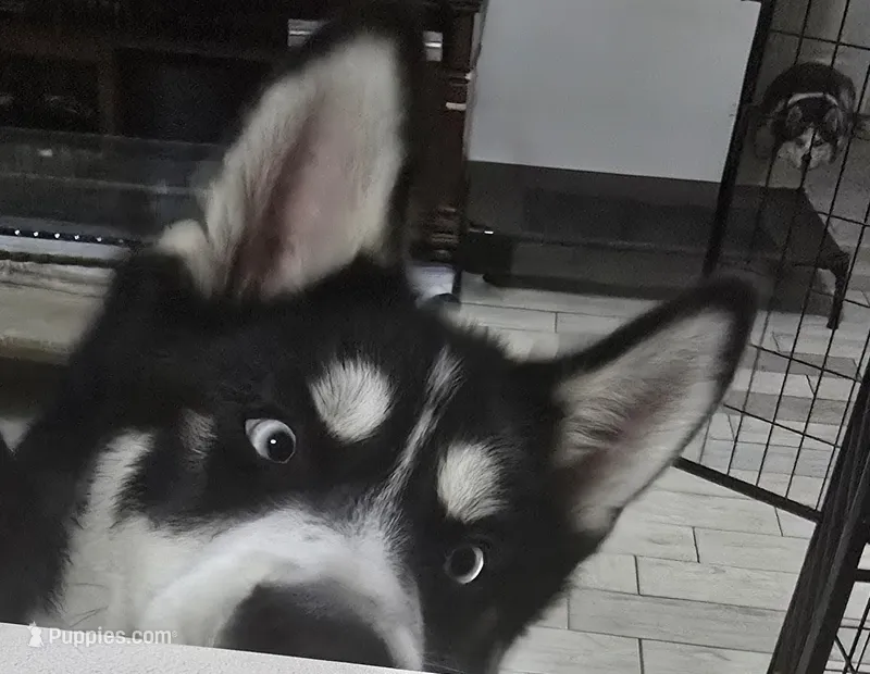 Finn Jr (FJ) – Siberian Husky puppy for sale in Jacksonville, FL