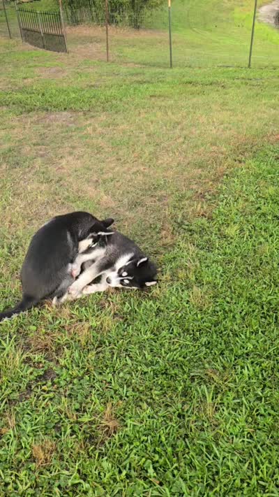 Michonn, a female Siberian Husky for sale in Jacksonville, FL – 9 of 9