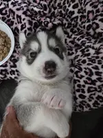 Daryl, a male Siberian Husky for sale in Jacksonville, FL – Photo 2 of 2