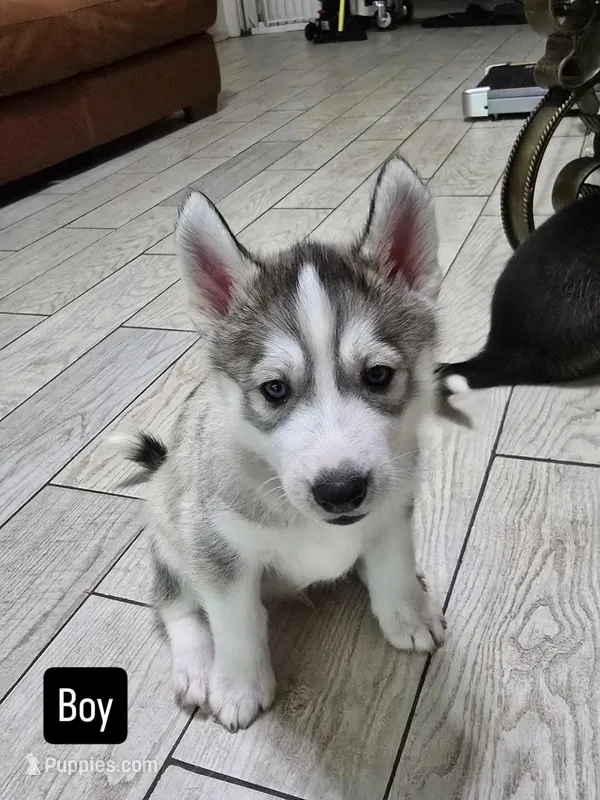 Daryl – Siberian Husky puppy for sale in Jacksonville, FL