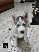 Daryl, a male Siberian Husky for sale in Jacksonville, FL – Photo 1 of 2