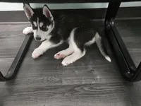 Keeno, a male Siberian Husky for sale in Jacksonville, FL – Photo 2 of 2