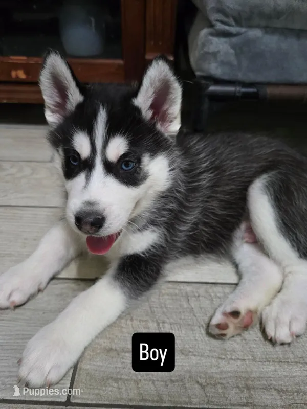 Keeno – Siberian Husky puppy for sale in Jacksonville, FL