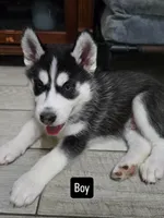 Keeno, a male Siberian Husky for sale in Jacksonville, FL – Photo 1 of 2