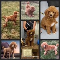Loki, a male Poodle - Miniature  for sale in Danville, AL – Photo 3 of 3