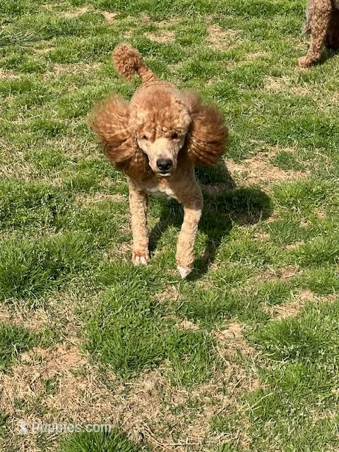 Loki, a male Poodle - Miniature  for sale in Danville, AL – Photo 1 of 3